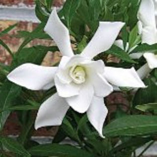 gardenia Frost Proof - Plante pe care le doresc