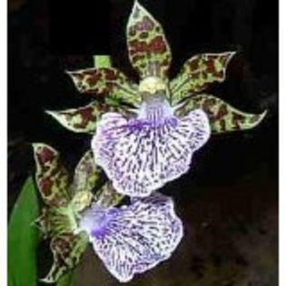orhidee - Plante pe care le doresc
