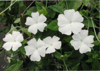 thunbergia fragrans - Plante pe care le doresc