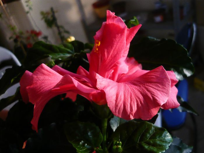 Picture 1064 - x 2013 Hibiscus rosa sinesis