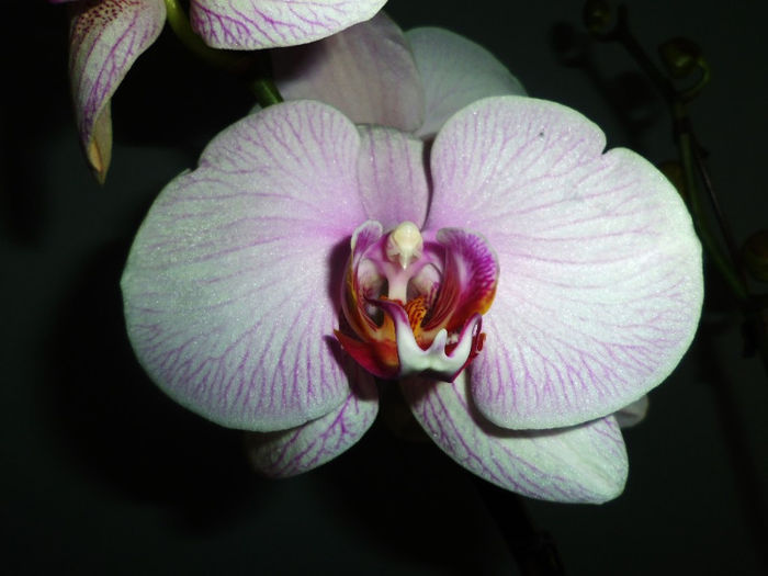 23 martie 2013 - 2013 Orhidee
