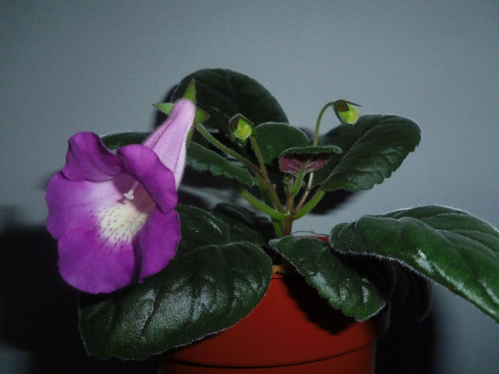 23 martie 2013 - 2013 Gesneriaceae