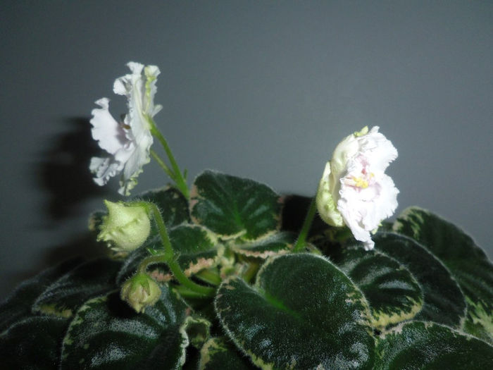23 martie 2013 - 2013 Gesneriaceae