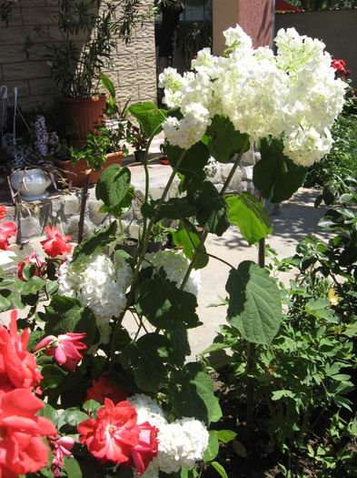 hortensia - floricele