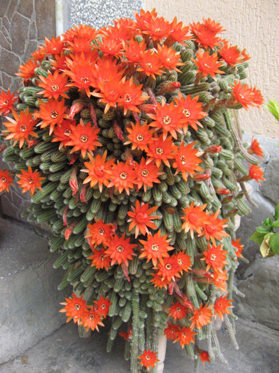 cactus - floricele