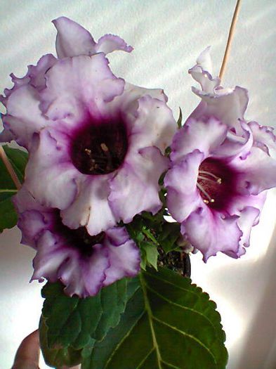 24.03.2013_gloxinia