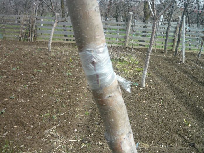 P1040539; incercare pe trunchi la mar unde sa cam degarnisit marul are coroana mare nui taiata
