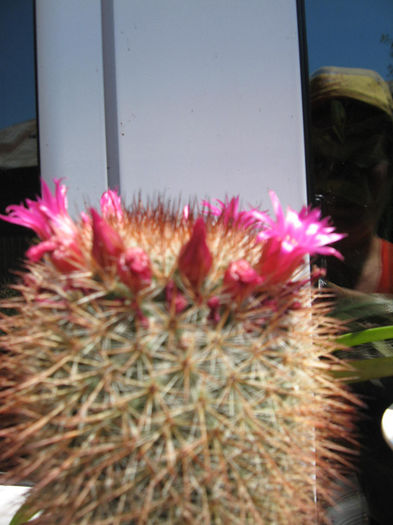 diverse 119 - cactusi