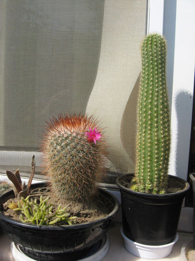 IMG_0121 - cactusi