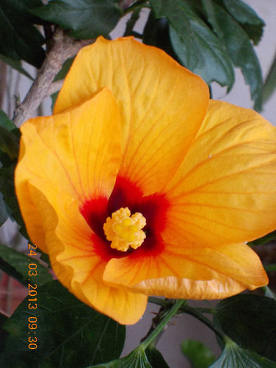 24 martie 2013-flori 001 - martie 2013