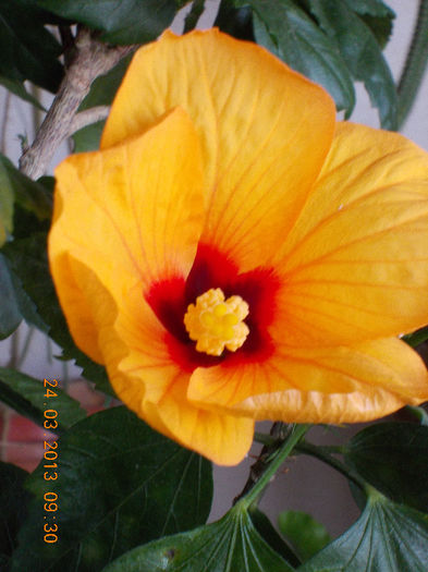 24 martie 2013-flori 003 - martie 2013