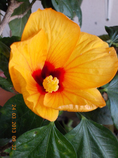 24 martie 2013-flori 011 - martie 2013