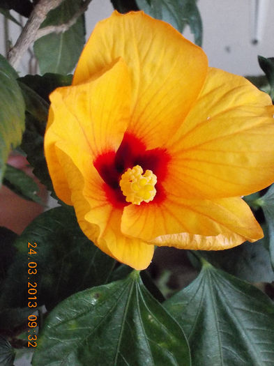 hibi port cu ochi rosu - martie 2013