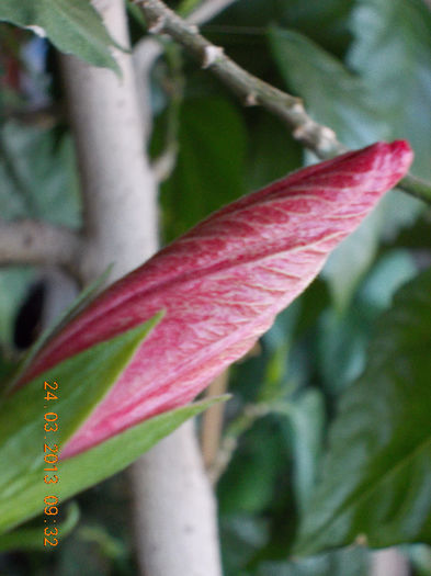 24 martie 2013-flori 015 - martie 2013