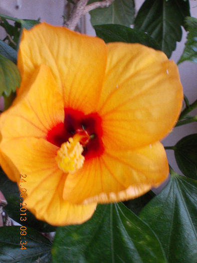 24 martie 2013-flori 022 - martie 2013