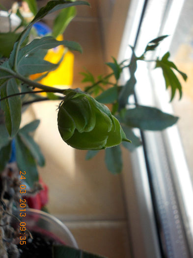 24 martie 2013-flori 023 - martie 2013