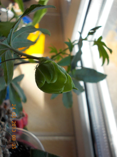 surioara, passi are bobocel ...!: - martie 2013