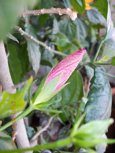 24 martie 2013-flori 028 - martie 2013