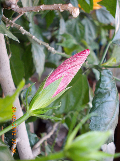 24 martie 2013-flori 027 - martie 2013