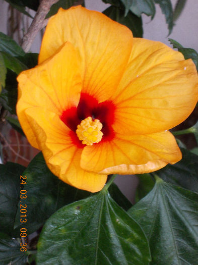 hibi port cu ochi rosu - martie 2013