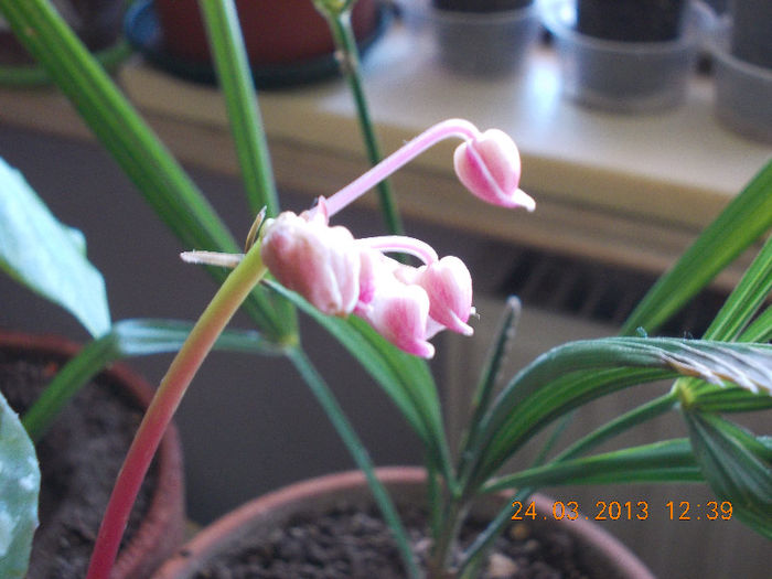 begonia rex metalica-floare