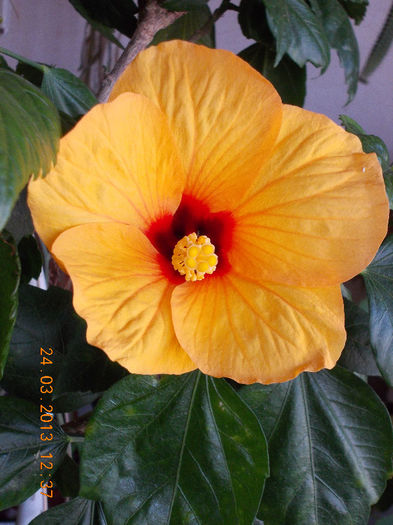 hibi port cu ochi rosu - hibiscus -1