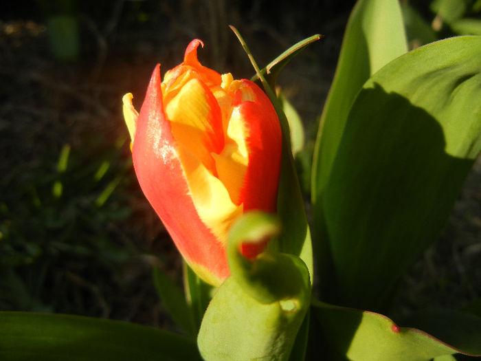 Tulipa Stresa (2013, March 23)