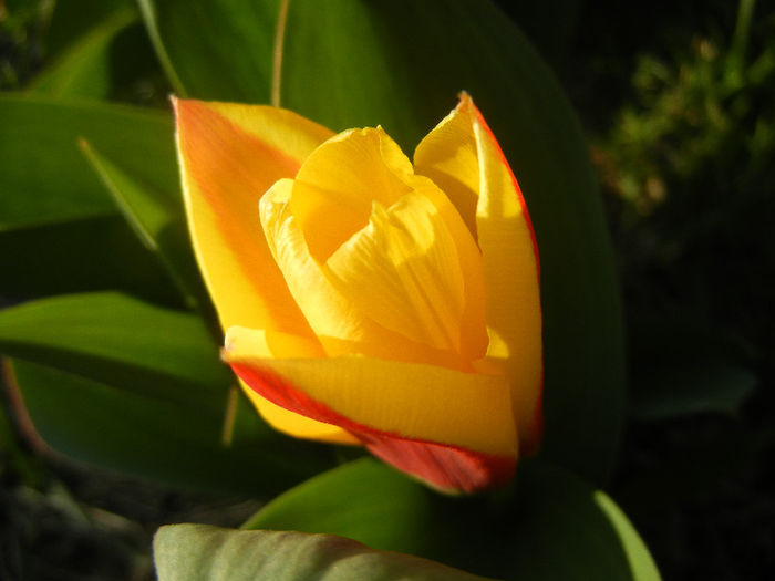 Tulipa Stresa (2013, March 23)