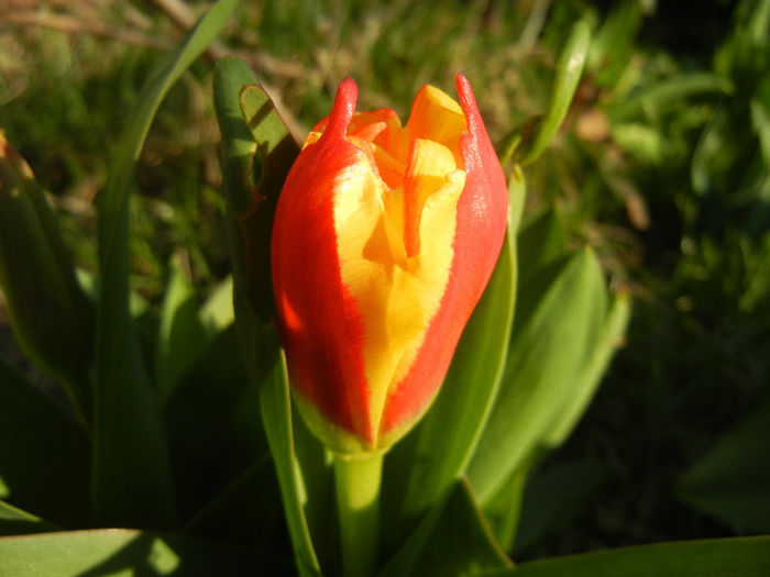 Tulipa Stresa (2013, March 23)