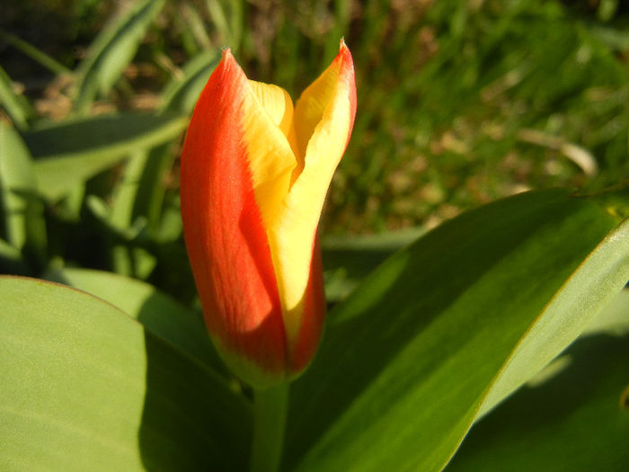 Tulipa Stresa (2013, March 23)