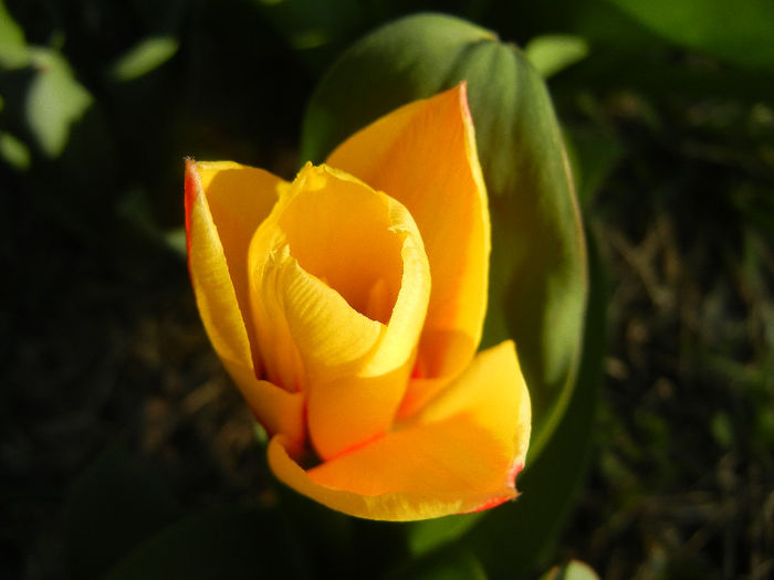 Tulipa Stresa (2013, March 23)