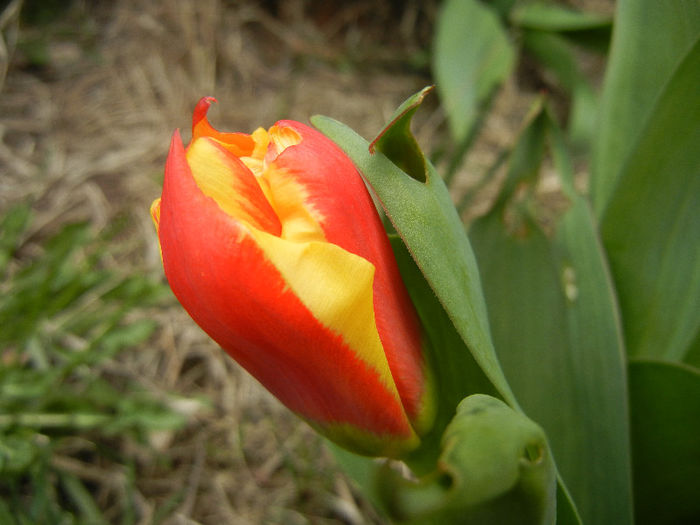 Tulipa Stresa (2013, March 24)