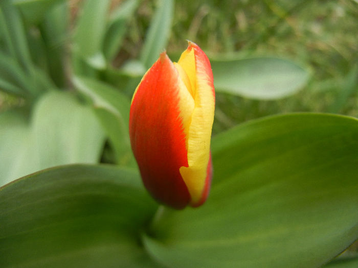 Tulipa Stresa (2013, March 24)