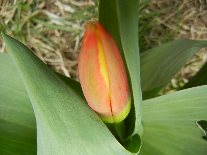 Tulipa Stresa (2013, March 24)