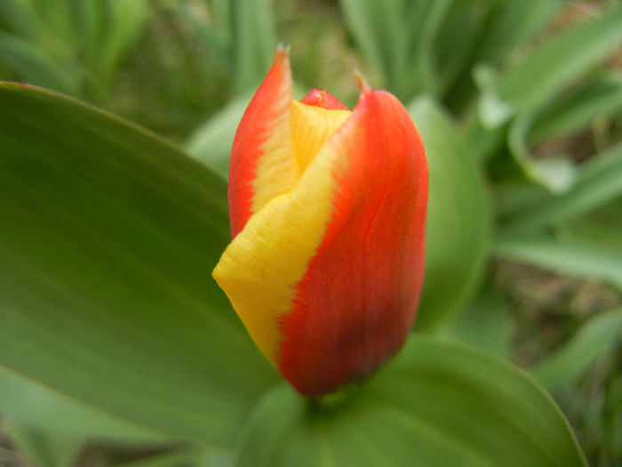 Tulipa Stresa (2013, March 24)