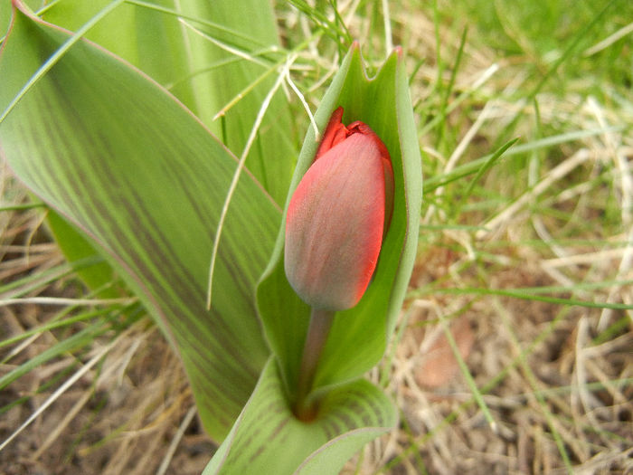 Tulipa Showwinner (2013, March 24) - Tulipa Showwinner