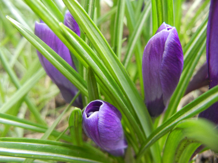 Crocus Negro Boy (2013, March 24)