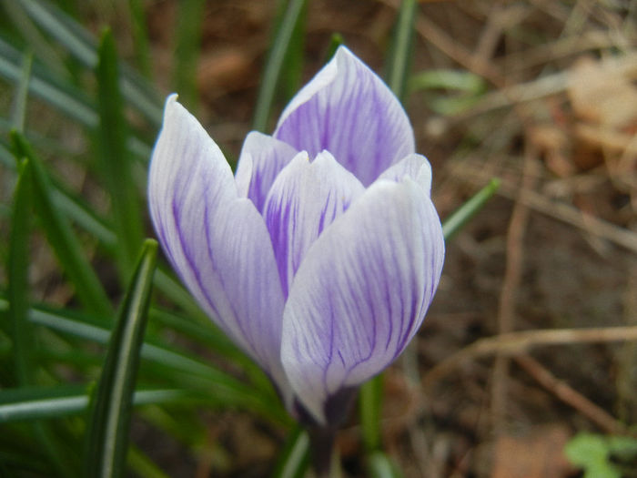 Crocus King of the Striped (2013, Mar.23)