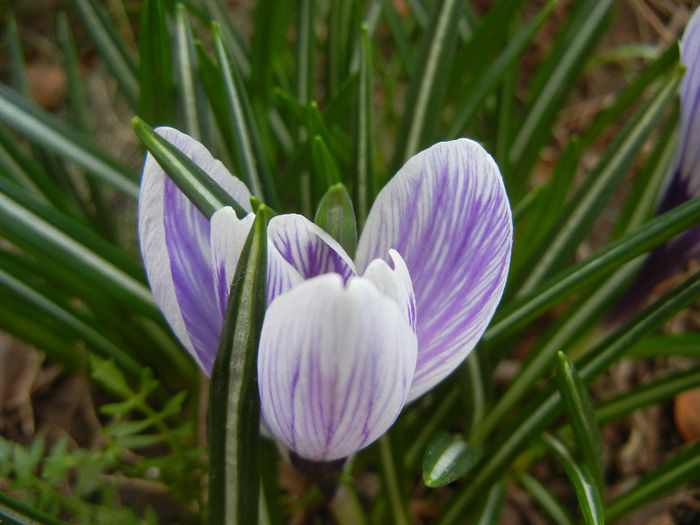 Crocus King of the Striped (2013, Mar.23)