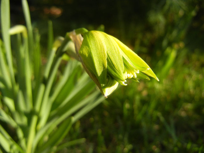 Daffodil Rip van Winkle (2013, March 23) - Narcissus Rip van Winkle