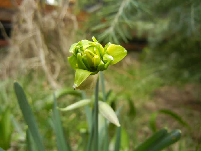 Daffodil Rip van Winkle (2013, March 24) - Narcissus Rip van Winkle