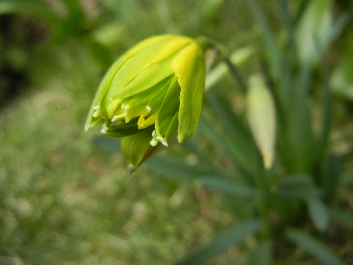 Daffodil Rip van Winkle (2013, March 24)