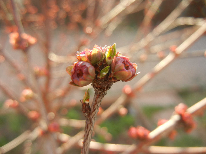 Prunus triloba (2013, March 23)