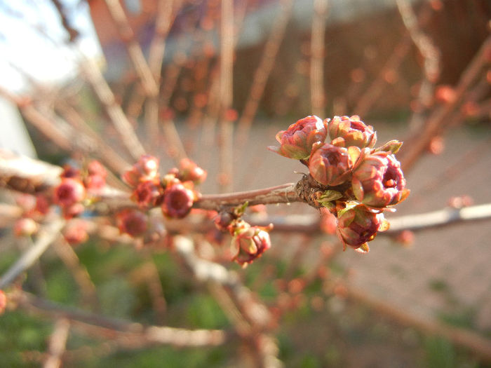 Prunus triloba (2013, March 23)