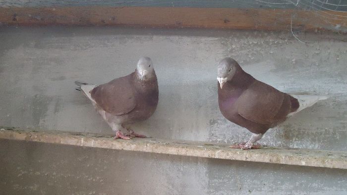 DSC03975 - perechi 2013