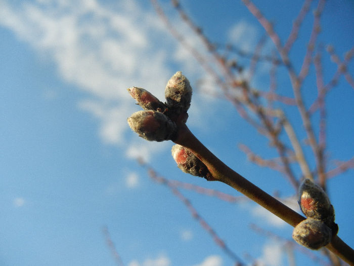 A Sunny Spring Day (2013, March 23) - 01 SPRING Burst_Primavara