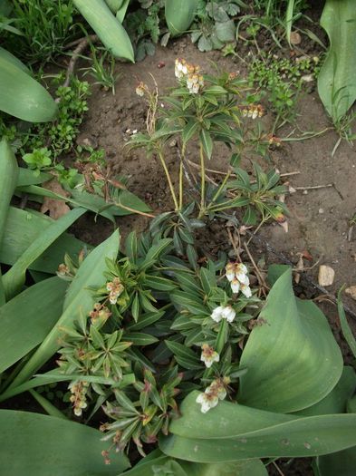 pieris - Gradina si curte 2013 2014