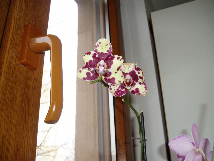 P1011163 - FLORI 2013