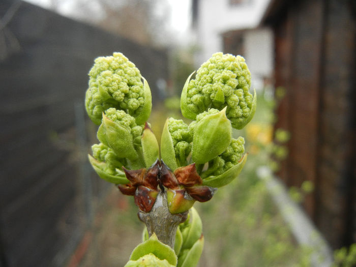 White Lilac Tree (2013, March 24) White Lilac Tree (2013, March 24)