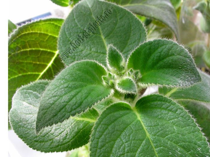 Kohleria Peridot s Mango Martini   - foliaj